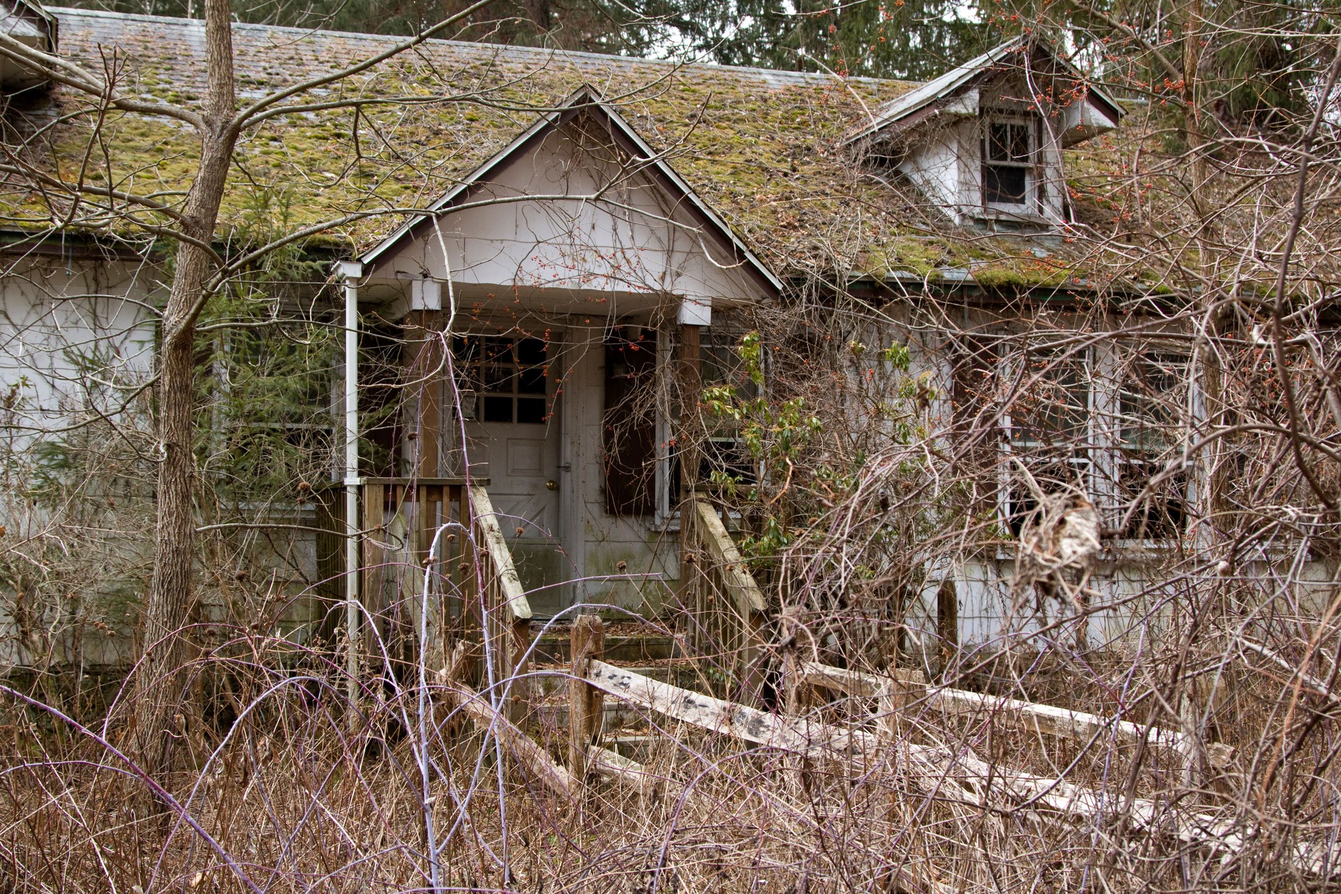 Abandoned house inundated in overgrowth